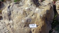 Hallan nuevas huellas de dinosaurios en Allepuz, Cedrillas y Jorcas (Teruel)