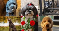 This week's Dog Walking Forecast photo gallery