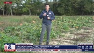 Drought impacting pumpkin patches