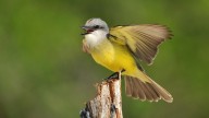 Se registra la segunda noche de los “Mil Millones de Pájaros”