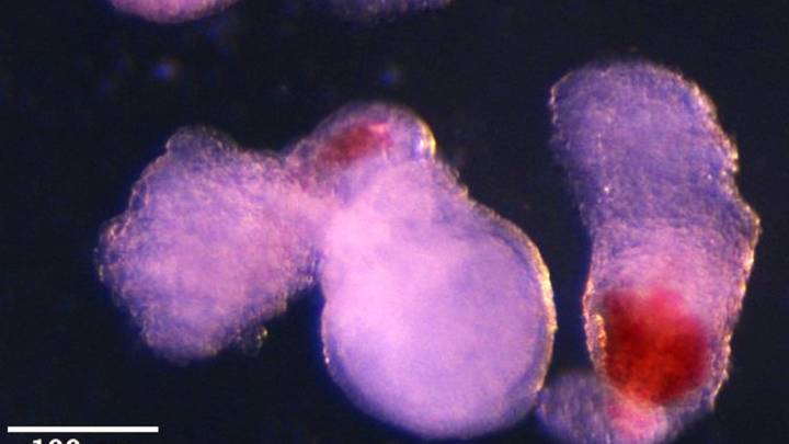 Crean modelos de embrión "in vitro" que producen células sanguíneas