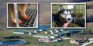 Iowa puppy mill gets new license, clearing its record of past violations