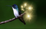 Checa qué representa que un colibrí visite tu casa