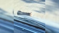 Amazon Delivery In Texas Takes A Surprising Turn When A Four