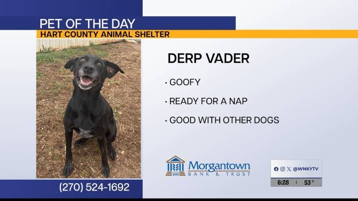 Pet of the Day: Derp Vader