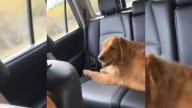 Pennsylvania Woman Asks Mom For Update After Dog Grooming And The Result Has Everyone Howling