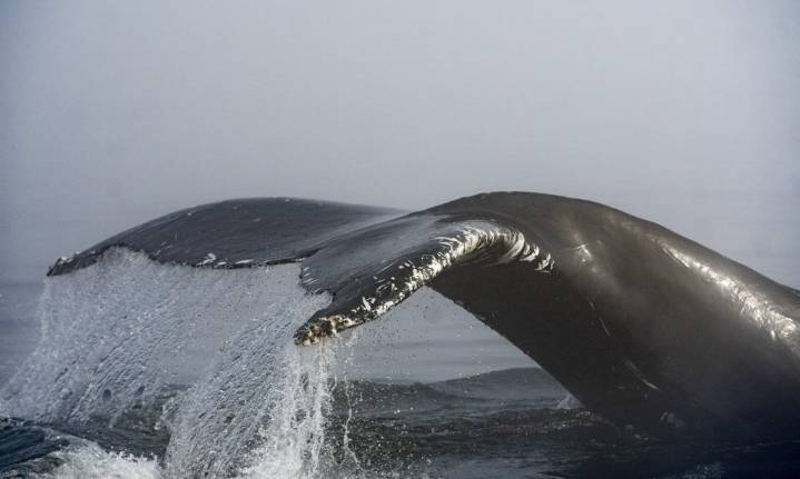Ferry strikes humpback whale near Vancouver