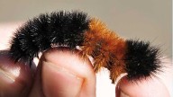 Kentucky’s prognosticating woolly worm to give winter forecast
