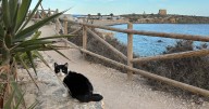 This Spanish island has more cats than people