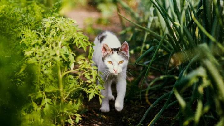 Si tenés gatos, evitá esta planta: por qué puede ser peligrosa