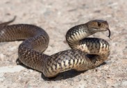 Inquest: Dad sends 11-year-old to bed thinking he was drunk, boy later dies of  snake bite