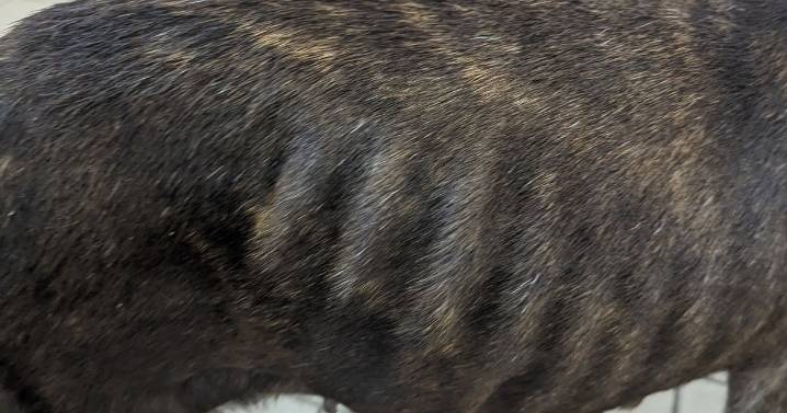Woman whose dog was so weak and ill it had to be put down issued with ban