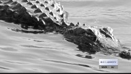 Throwback Thursday: Alligators in Barren River