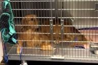 Golden Retriever at the Vet Not Prepared for What Animal Gets Carried In