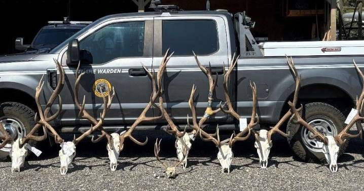 3 Big Horn County men face 33 charges in illegal elk and deer killing case