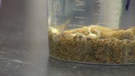 Researchers say traces of herbicide persist in Lake George