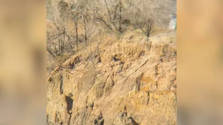 Dog Stranded On A Ledge In Colorado Is Saved After One Man Notices Something Unusual