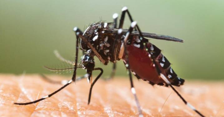 ¿Qué es el virus del chikungunya, ahora transmitido en EE. UU. por primera vez en años?