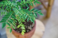 7 Essential Tips to Keep Your Curry Leaf Plant Healthy During Winter