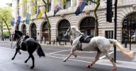 'Dark omen' horse that ran loose through London 'covered in blood' retires