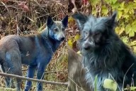 Encuentran perros con pelaje azul en Chernobyl: “No sabemos la razón y estamos intentando capturarlos”