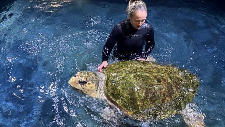 Minnesota Zoo welcomes Snooki the sea turtle