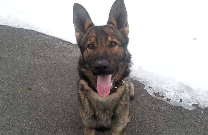 City cops mourning loss of K9 Falcone