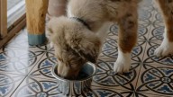 Retiran comida para perros del mercado por alerta de bacteria que también afecta humanos