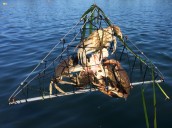 Oregon coast crabbing group to host second annual 'Crabbing Mania' event