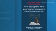 Animal shelter '60 dogs over capacity' urging community to adopt, foster