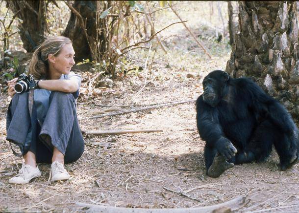 Fallece a los 91 años Jane Goodall, renombrada primatóloga que dedicó su vida a los chimpancés