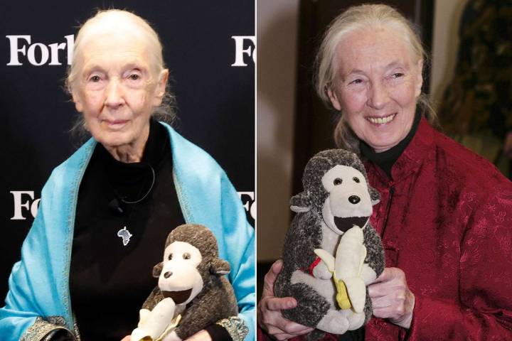 Why Jane Goodall Carried Stuffed Animal Mr. H Everywhere Before Her Death