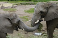 Un zoológico en el oeste de México es refugio de 300 especies, 85% en peligro de extinción
