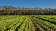 Louisiana Department of Agriculture and Forestry awarded nearly $400k federal grant