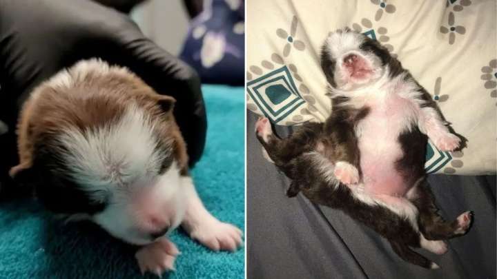 Oklahoma Puppy Born With Six Legs And Two Tails Defies Expectations With Her Courage