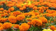 Flores para llevar al panteón el Día de Muertos: estas son las más comunes