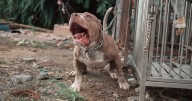 Sick dog owners forced pit bulls to fight each other for hours at a time
