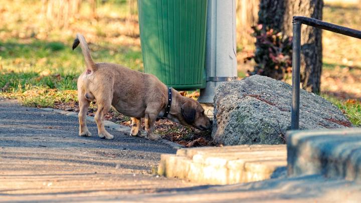 Encuentran en Alabama el cuerpo de una mujer que fue devorada por sus dos perros tras pasar semanas muerta en su casa