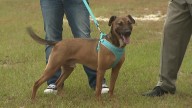 Pet of the Week: Meet Bruno!