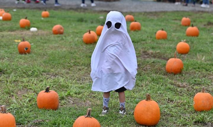 Tírate pa’l Central Pumpkin Patch en Canóvanas