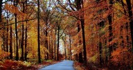 16 beautiful photos of the best autumn walks in and around Birmingham
