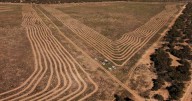 Native seed shortage 'undermines' Australia's eco goals