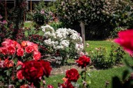 What to do in SA this weekend - SALIFE | InDaily, Inside South Australia