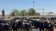 Exhorta Congreso del Estado a Gobierno Federal que regule importación de carne brasileña para proteger al sector ganadero