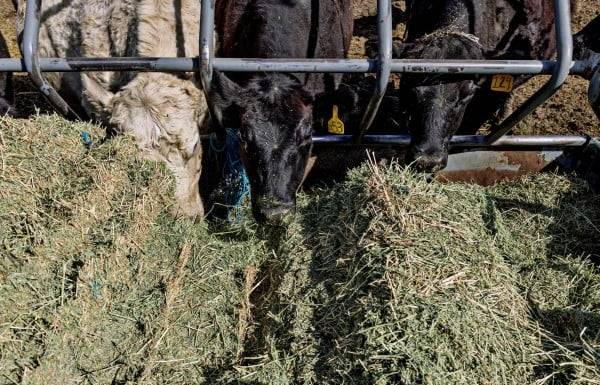¿Y la carne? Trump espera que Argentina ayude a bajar los precios en EU