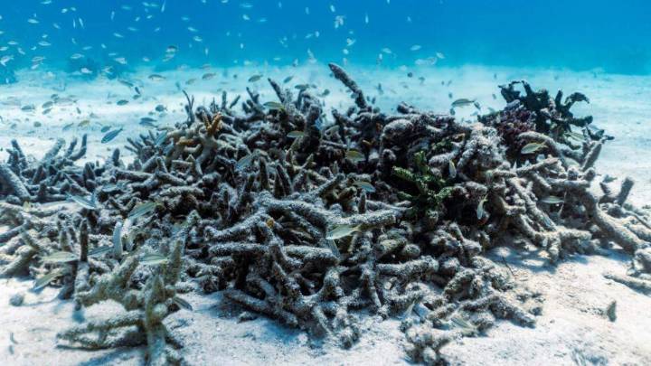 2 more Florida corals are ‘functionally extinct’ after 2023 heat wave