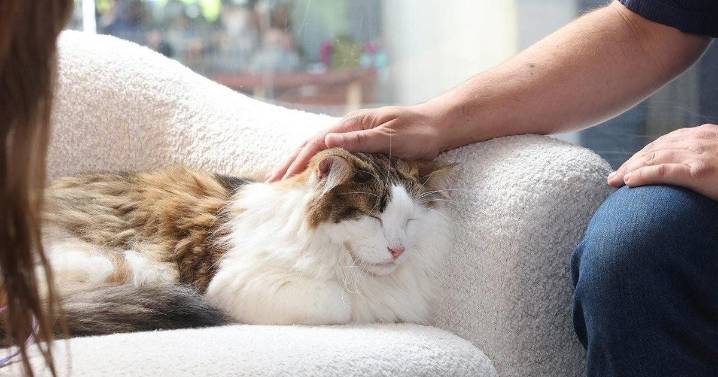 6 ways cats are good for your mental health