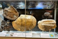 “Vida en la proto-Amazonía”: fósiles cuentan historias fascintes en nueva exposición