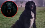 Cachimba, la perrita guardiana de Chichén Itzá que habría enfrentado a una entidad