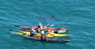 WA shark sightings: Kayakers have second close encounter with great white in four days